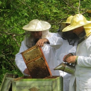 Warsztaty pszczelarskie