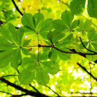 Matura 2021 – organizacja